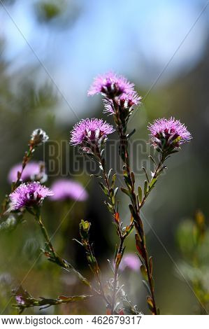 Pinkish Purple Flowers Of The Australian Native Myrtle Kunzea Capitata, Family Myrtaceae, Growing In