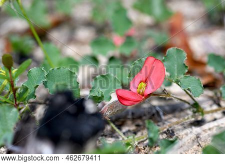 Red And Yellow Flower Of The Australian Native Groundcover Running Postman, Kennedia Prostata, Famil