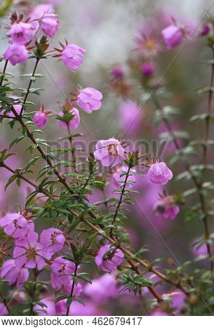 Pink Flowers Of The Australian Native River Rose, Bauera Rubioides, Family Cunoniaceae, Growing In S