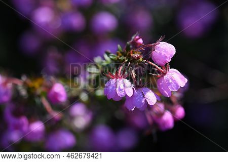 Pink Flowers Of The Australian Native River Rose, Bauera Rubioides, Family Cunoniaceae, Growing In S