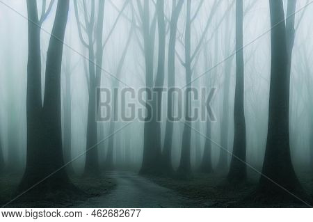 Panorama Of Foggy Forest. Fairy Tale Spooky Looking Woods