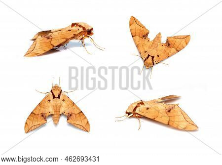 Group Of Brown Moth (ambulyx Iiturata) Isolated On White Background. Butterfly. Animal. Insect.