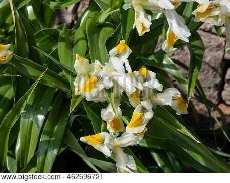 Close-up Shot Of The Iris Magnifica X Bucharica 'sunny Side Up' Flowering With Pure White Flowers Wi