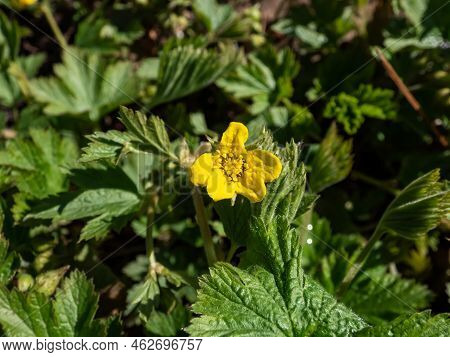 Close-up Shot Of The Barren Strawberry Or Waldsteinia (waldsteinia Geoides) Flowering With Five-peta