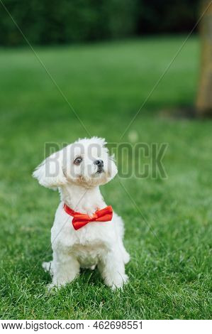 Small Cute Puppy Of Maltese Dog Sitting In The Grass. White Fluffy Fur
