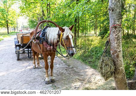 Horse Harnessed To A Horse-drawn Carriage In A City Park In Summer