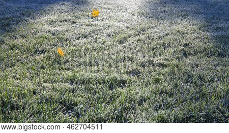 First Morning Frost On Green Grass And Dry Fallen Maple Leaves. The Lawn Is Prepared To Winter. Copy