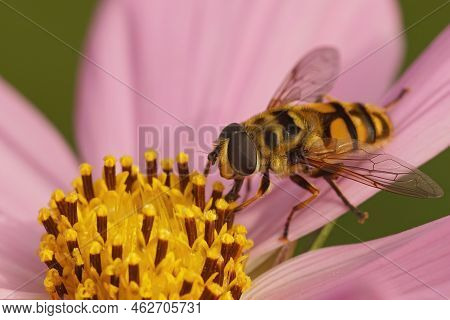 Closeup On A Colorful Hairy Batman Hoverfly, Myathropa Florea, Sitting On A Pink Cosmos Flower In Th