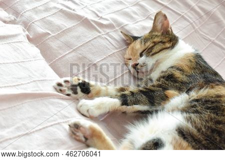 Calico Cat Sleeping On The Sofa At Home. Happy Tabby Cat Relaxing In A House.