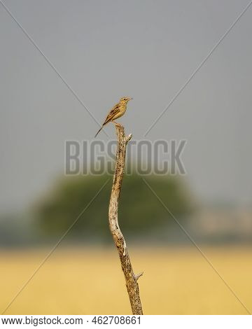 Paddyfield Pipit Or Oriental Pipit Or Anthus Rufulus Bird Perched At Tal Chhapar Sanctuary Churu Raj