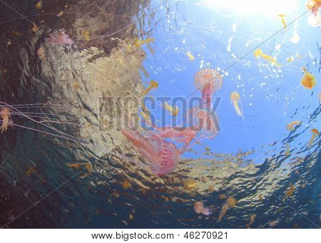 Jellyfish Underwater
