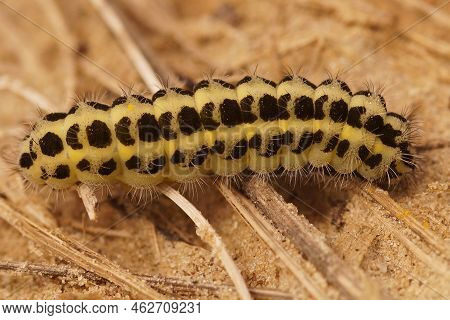 Closeup On The Caterpillar Of The Colorful Day-active Six Spot Burnet Moth, Zygaena Filipendulae Cra