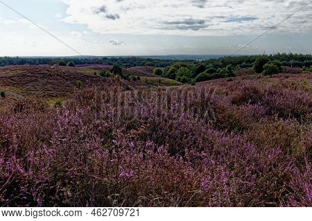 Heather Flowers On The Postbank In The Netherlands. High Quality Photo From Heather On A Famous Plac