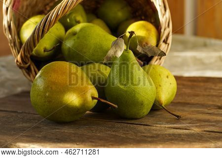 Pears On A Wooden Background. Fruit Harvest. Autumn Still Life. Pear Variety Bera Conference.
