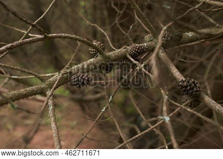 Foliose Lichen On Fir Branch B B