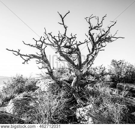 Old Tree Branches Reach Into Empty Sky On Weatherill Mesa In Mesa Verde