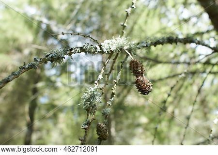 Foliose Lichen On Fir Branch C Fc