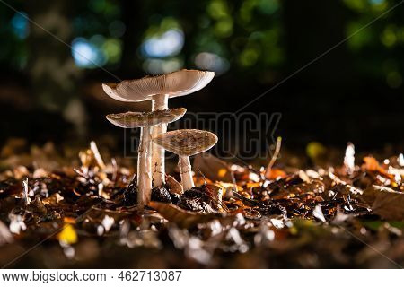 Group Of Amanita Muscaria Regalis Growing On A Forest During Autumn. Toadstool In The Forest In Wund