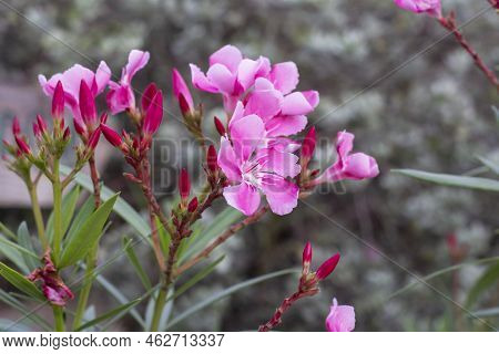 Pink Flower Of Oleander, Sweet Oleander, Rose Bay Or Nerium Oleander Bloom In The Garden On Blur Nat