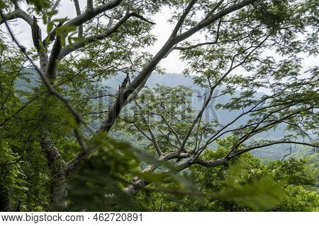 Trees Framing Mountains, Huentitan Canyon In Guadalajara, Mountains And Trees, Green Vegetation And 