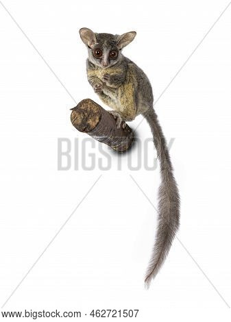 Adorable South African Bushbaby Aka Galago Moholi Or Nagapie, Standing On Branch. Tail Down And Look