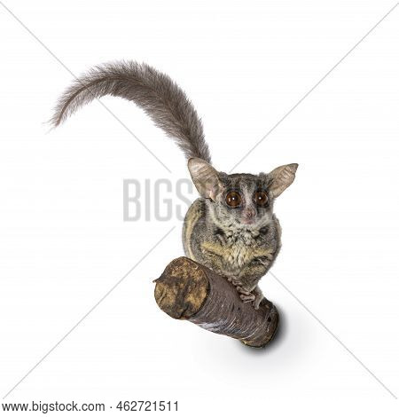 Adorable South African Bushbaby Aka Galago Moholi Or Nagapie, Sitting On Branch. Tail Up And Looking