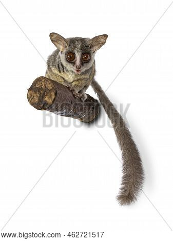 Adorable South African Bushbaby Aka Galago Moholi Or Nagapie, Sitting On Branch. Tail Down And Looki
