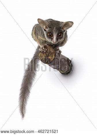 Adorable South African Bushbaby Aka Galago Moholi Or Nagapie, Sitting On Branch. Tail Down And Looki