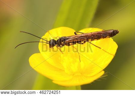 Closeup On A Small Plant Parasitre Wasp, Cephus Nigrinus Sitting On A Yellow Buttercup Flower, Ranun
