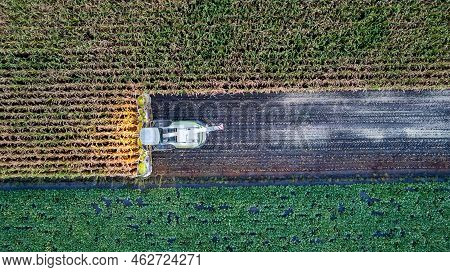 Aerial Drone View Flight Over Combine Harvester That Reaps Dry Corn In Field On An Autumn Day In The