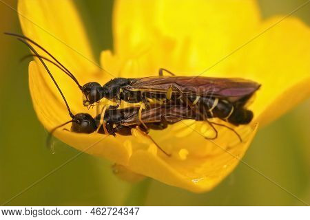 Closeup On A Small Plant Parasitre Wasp, Cephus Nigrinus Sitting On A Yellow Buttercup Flower, Ranun