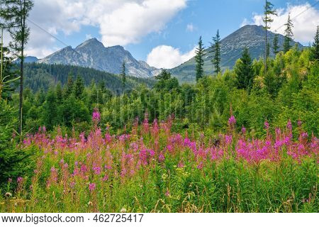 Beautiful Summer Landscape - High Tatras Mountains, Lush Forest, Pink Fireweed Or Elobium Flowers An