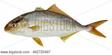 Fish Greater Amberjack Isolated On White Background (seriola Dumerili)