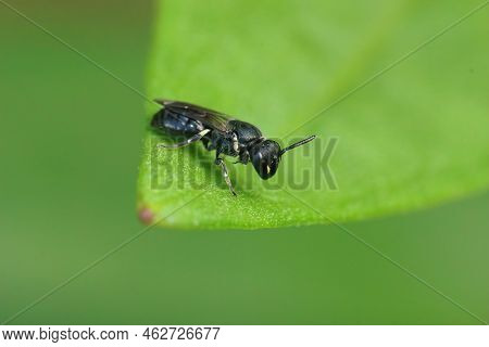Closeup On A Small Black Female Common Yellow-face Bee , Hylaeus Communis, Sitting On A Green Leaf I