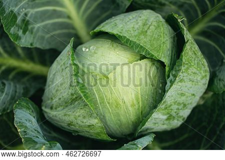 Fresh Ground-cabbage In The Garden Close-up, Textured Natural Background.