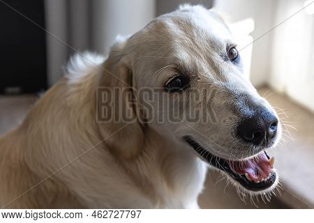 Dog Labrador Close-up In The Interior Of The House.