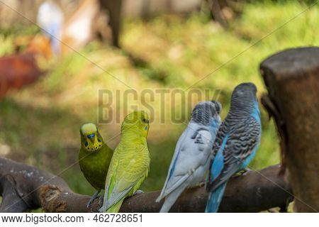 Melopsittacus Undulatus, Parakeet Bird Eating Seeds Standing On A Wire, Background With Bokeh, Beaut