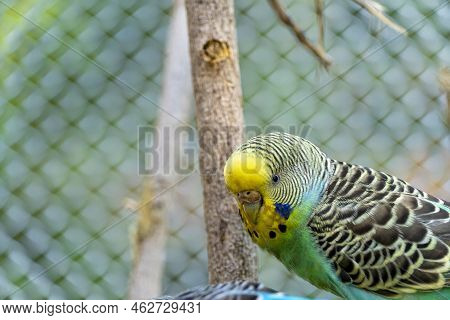 Melopsittacus Undulatus, Parakeet Bird Eating Seeds Standing On A Wire, Background With Bokeh, Beaut