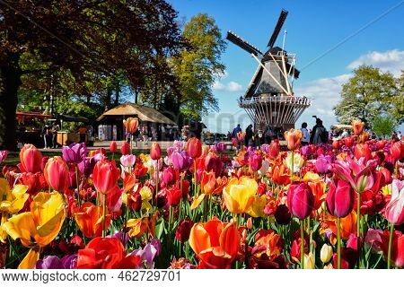 Blooming Tulips Flowerbed And Wind Mill In Keukenhof Garden, Aka The Garden Of Europe, One Of The Wo