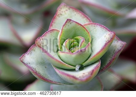 Leaves Of Crassula Perforata, A Succulent Pant From South Africa.