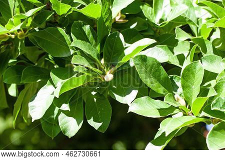 Foliage Of A Tupelo, Nyssa Sylvatica