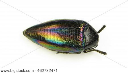 Beetle Isolated On White. Real Jewell Beetle Sternocera Iris From Congo Rainbow Iridescent Metallic 