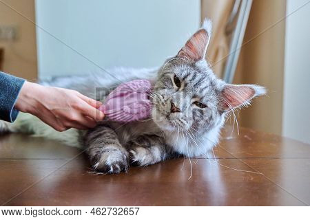 Close-up Of Hand With Brush Combing Out Fluffy Pet Cat