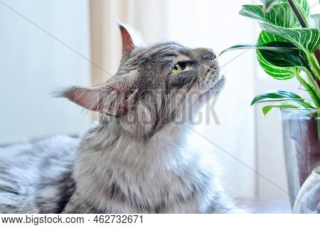 Close-up Of Cat Sniffing And Biting Green Houseplant
