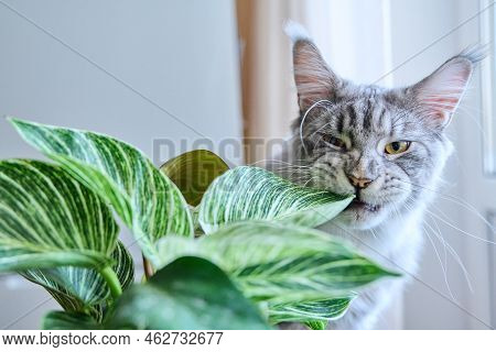 Close-up Of Cat Sniffing And Biting Green Houseplant