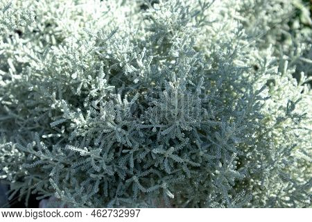 Gray Santolina Or Lavender Cotton With Silver Foliage Growing In The Autumn Garden. Selective Focus