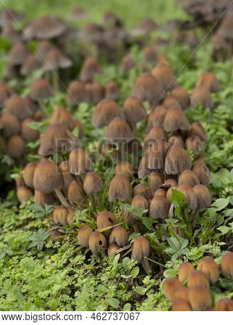 Group Of Brown Fungus Growing From The Ground. High Quality Photo