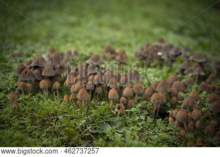 Group Of Brown Fungus Growing From The Ground. High Quality Photo