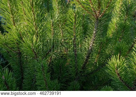 Natural Background Of Young Pine Branches, Close-up. Growing New Pine. Pine Branches With Green Need