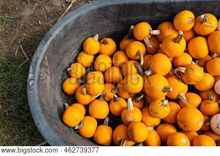 Tub Barrell Filled With Pumpkin Pie Baking Pumpkins
